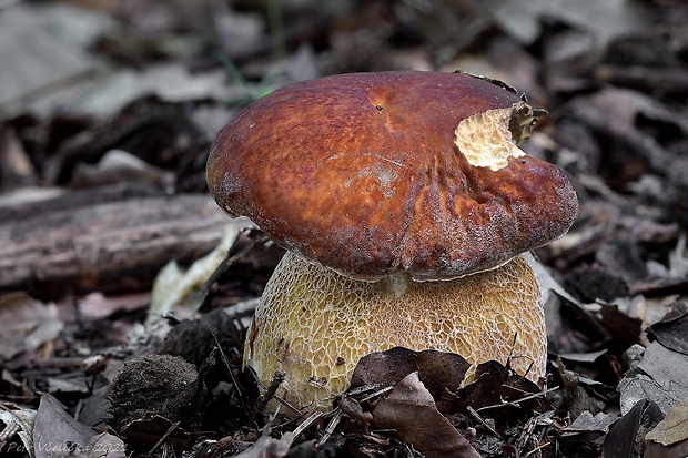 hríb dubový Boletus reticulatus Schaeff.