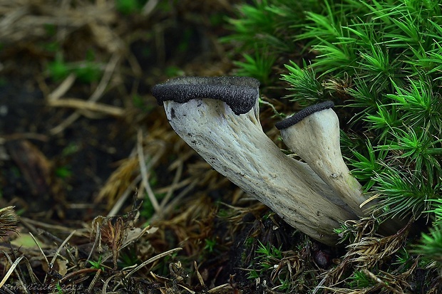 lievik trúbkovitý Craterellus cornucopioides (L.) Pers.