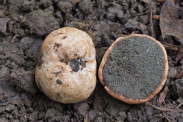 lúpavka belavá Hysterangium stoloniferum Tul. & C. Tul.