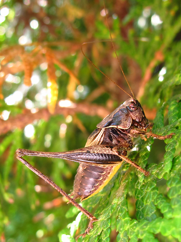 kobylka hnedkastá Pholidoptera griseoaptera