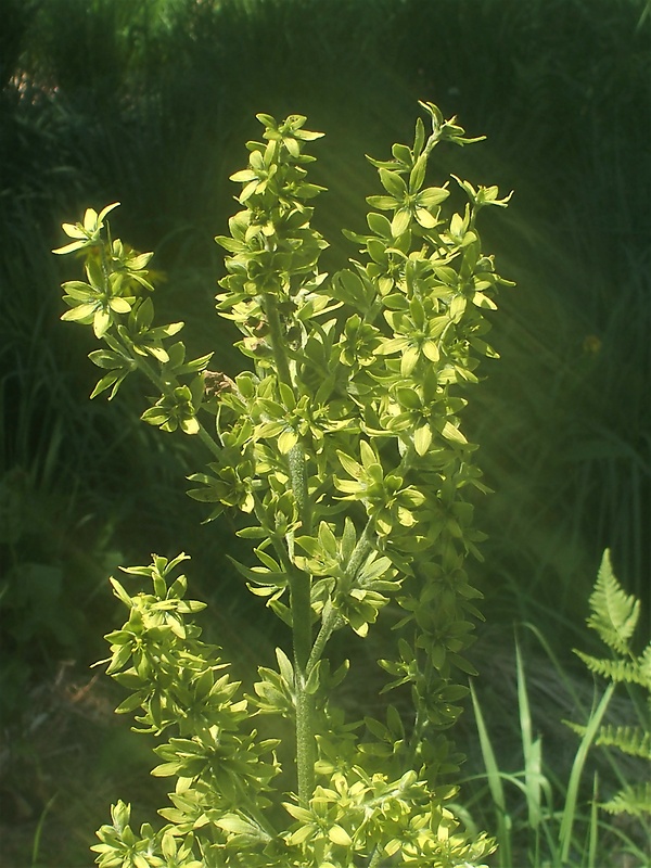 kýchavica biela lobelova Veratrum album subsp. lobelianum (Bernh.) Arcang.