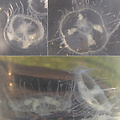 medúzka sladkovodná 