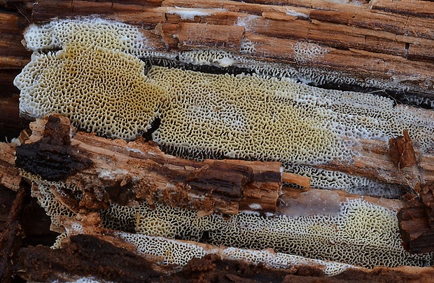 trúdnikovček korkovitý Antrodia sinuosa (Fr.) P. Karst.