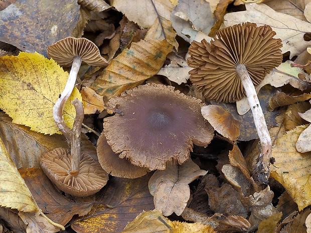 pavučinovec cukrovonný Cortinarius sacchariosmus Bon