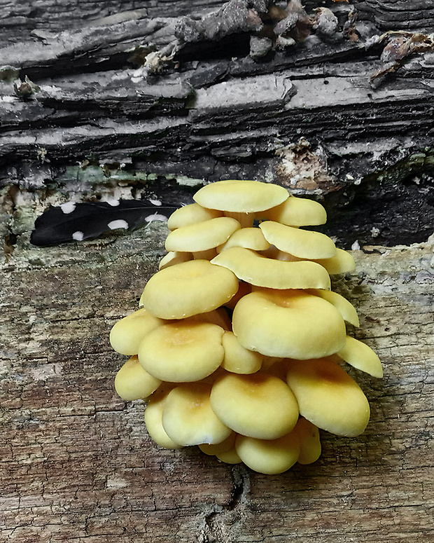 hliva lievikovitá citrónová Pleurotus citrinopileatus (Singer) Ohira