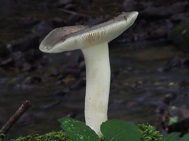 plávka modrozelená Russula parazurea Jul. Schäff.