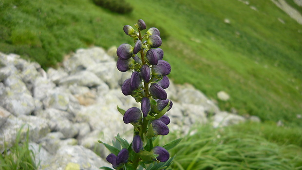 prilbica tuhá Aconitum firmum Rchb.