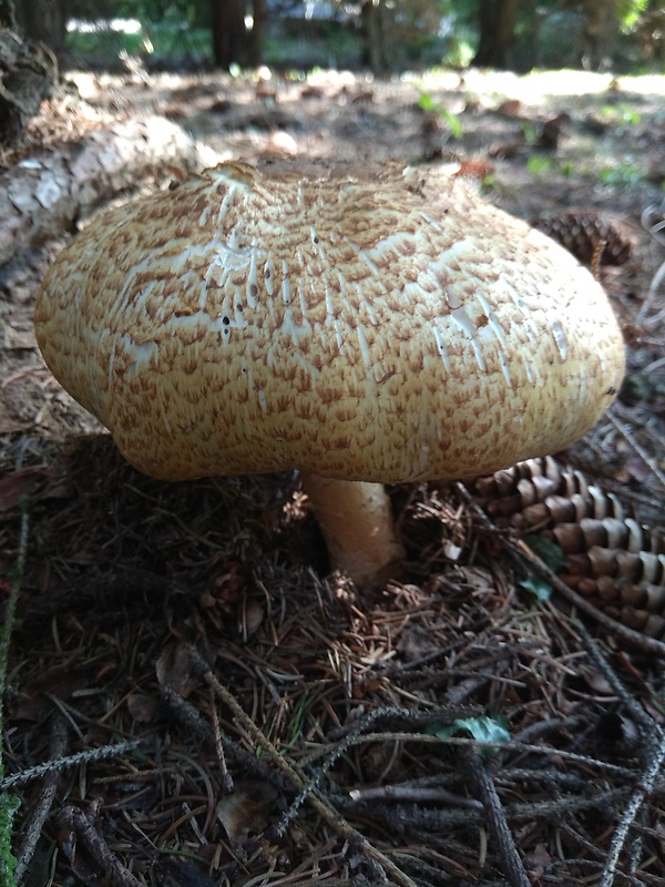 pečiarka obrovská Agaricus augustus Fr.