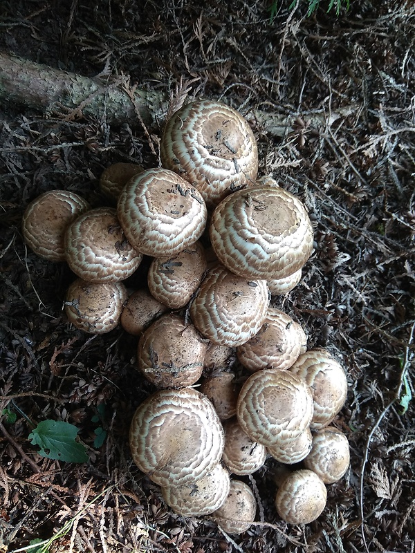 pečiarka trsovitá Agaricus bohusii Bon