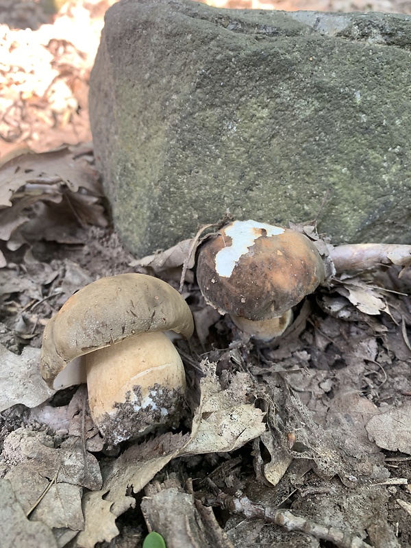 hríb bronzový Boletus aereus Bull. ex Fr.