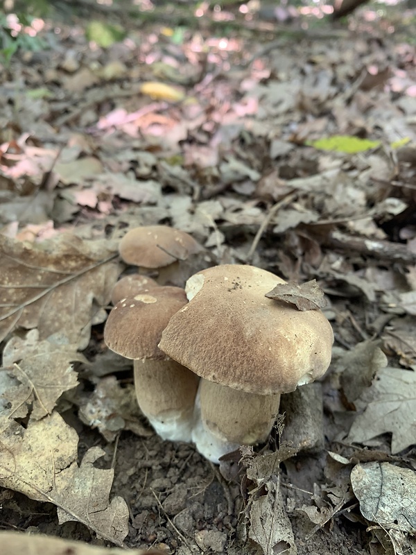 hríb dubový Boletus reticulatus Schaeff.