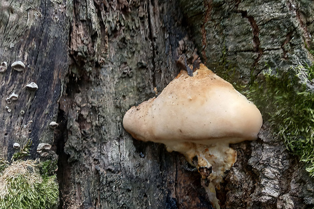 brezovník dubový Buglossoporus quercinus (Schrad.) Kotl. & Pouzar