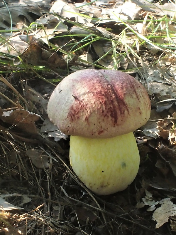 hríb kráľovský Butyriboletus regius (Krombh.) D. Arora & J.L. Frank