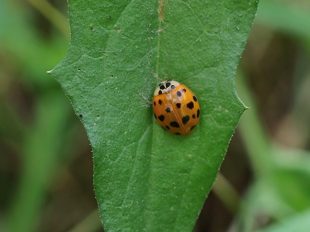 lienka Harmonia axyridis