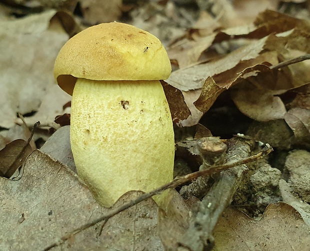 kozák žltopórový Leccinellum crocipodium (Letell.) Della Maggiora & Trassinelli