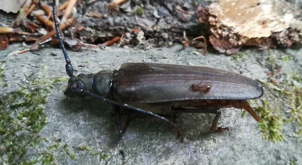 fuzáč drsnotykadlový Megopis scabricornis