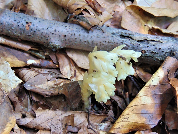 hniliak smrekový Monotropa hypopitys L.