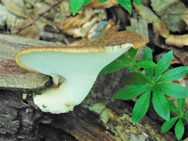 trúdnik Polyporus sp.