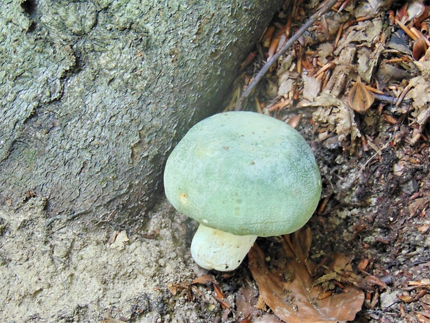 plávka zelenkastá Russula virescens (Schaeff.) Fr.