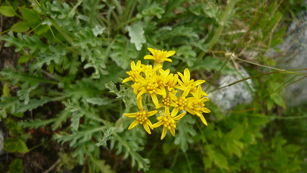 starček sivý kranský Senecio incanus subsp. carniolicus  (Willd.) Braun-Blanq.