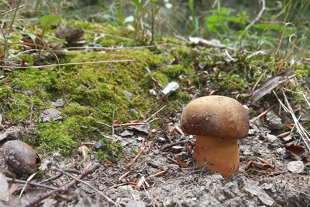 hríb zrnitohlúbikový Sutorius luridiformis (Rostk.) G. Wu & Zhu L. Yang