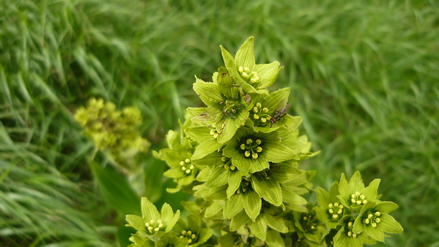 kýchavica biela lobelova Veratrum album subsp. lobelianum (Bernh.) Arcang.