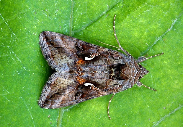 mora gama Autographa gamma