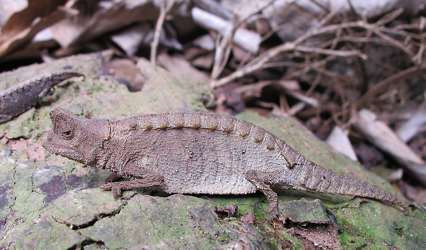 chameleón Brookesia stumpffi