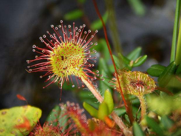 rosička okrúhlolistá Drosera rotundifolia L.