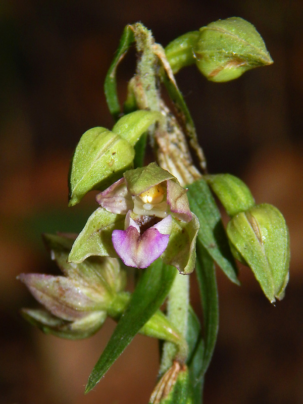 kruštík širokolistý pravý Epipactis helleborine subsp. helleborine (L.) Crantz