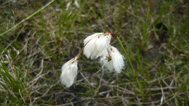 páperník úzkolistý Eriophorum angustifolium Honck.