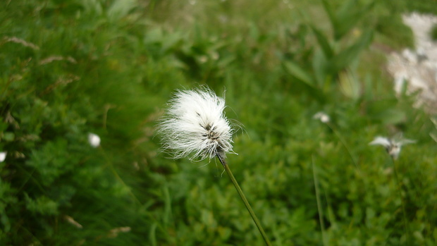 páperník pošvatý Eriophorum vaginatum L.