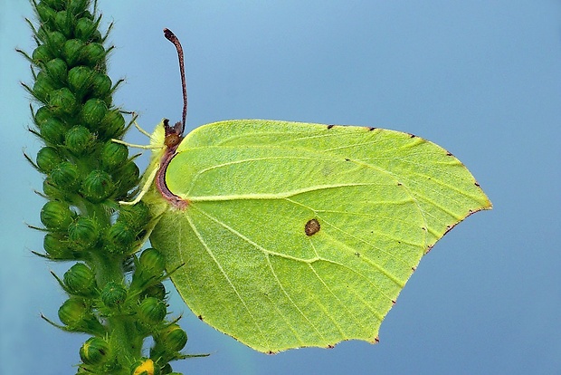 žltáčik rešetliakový (sk) / žluťásek řešetlákový (cz) Gonepteryx rhamni (Linnaeus, 1758)