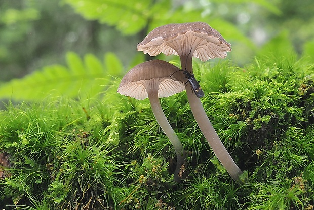 zvončekovec hnedoobrúbený Hydropus marginellus (Pers.) Singer