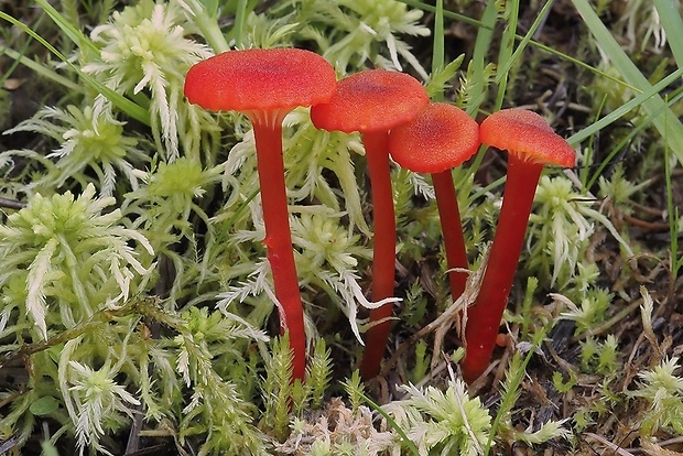 lúčnica zrnitá Hygrocybe coccineocrenata (P.D. Orton) M.M. Moser