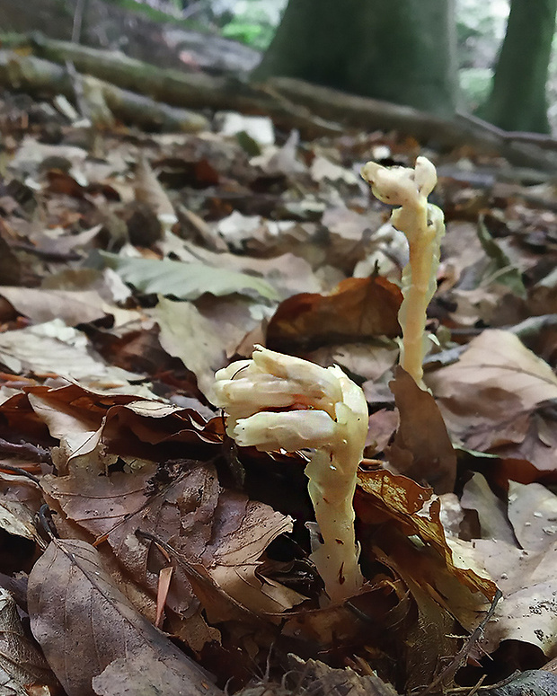 hniliak holý Monotropa hypophegea Wallr.