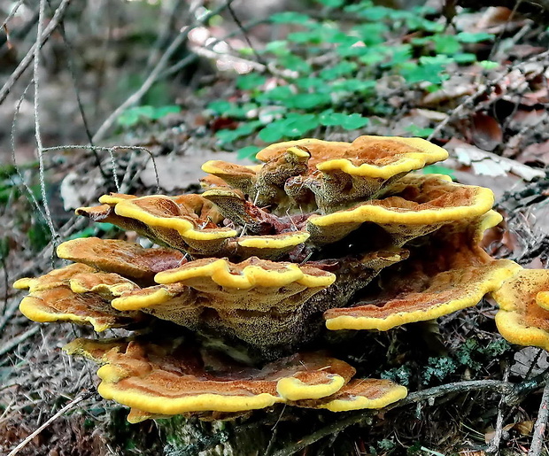 hnedák Schweinitzov Phaeolus schweinitzii (Fr.) Pat.