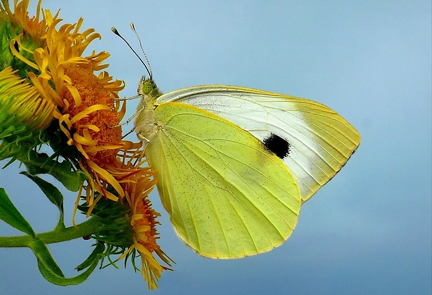 mlynárik kapustový (sk) / bělásek zelný (cz) Pieris brassicae (Linnaeus, 1758)