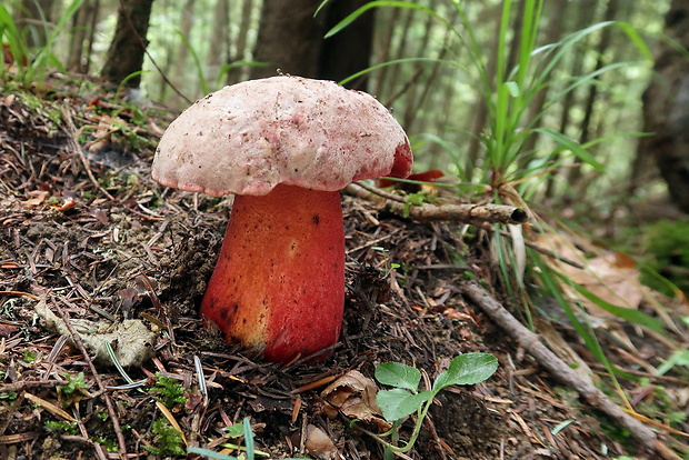 hríb úhľadný horský Rubroboletus rubrosanguineus (Cheype) Kuan Zhao & Zhu L. Yang