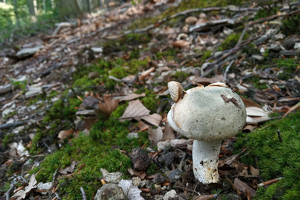 plávka zelenkastá Russula virescens (Schaeff.) Fr.