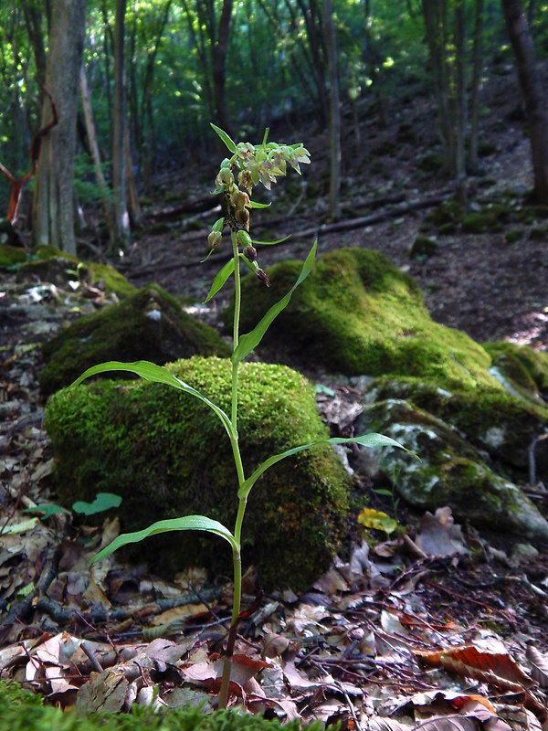 kruštík prehliadaný epipactis leptochila subsp. neglecta Kümpel