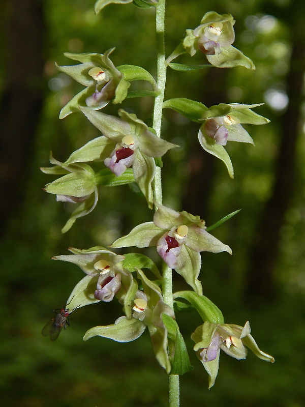 kruštík prehliadaný epipactis leptochila subsp. neglecta Kümpel