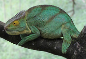 chameleón