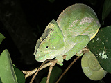 chameleón