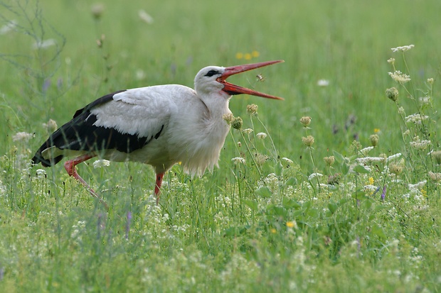 bocian biely Ciconia ciconia