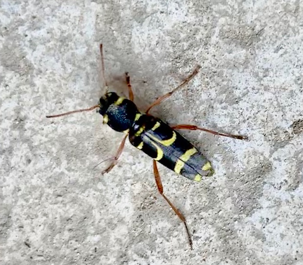 fúzač  Clytus arietis  Linnaeus