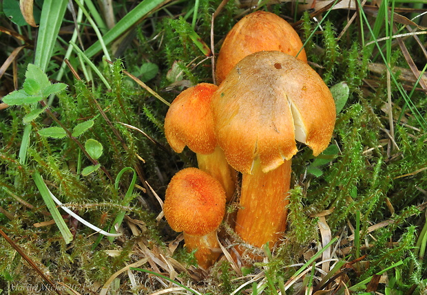 lúčnica ohnivá Hygrocybe intermedia (Pass.) Fayod