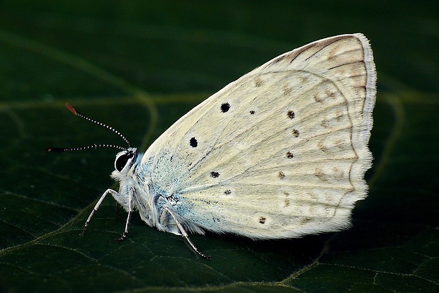 modráčik hnedoškvrnný (sk) / modrásek hnědoskvrnný (cz) Polyommatus daphnis (Denis & Schiffermüller, 1775)