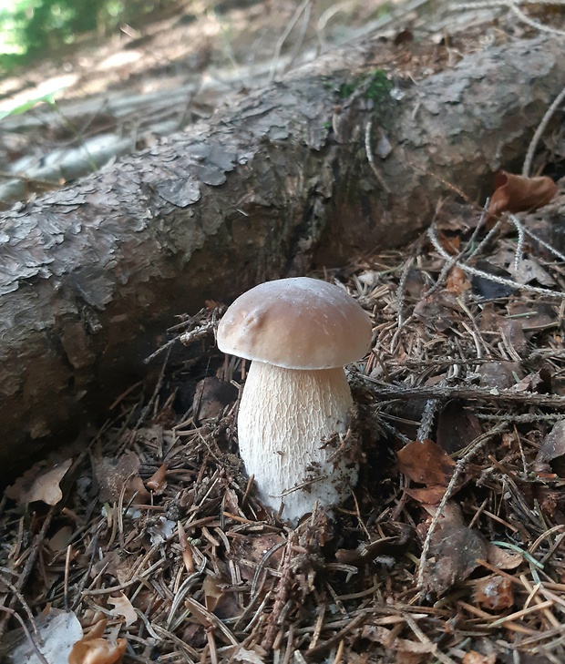 hríb smrekový Boletus edulis Bull.