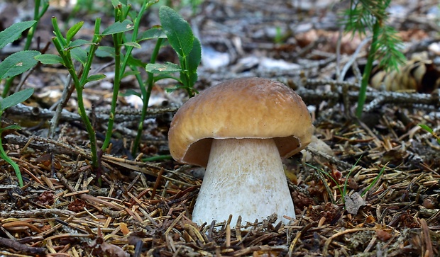 hríb smrekový Boletus edulis Bull.